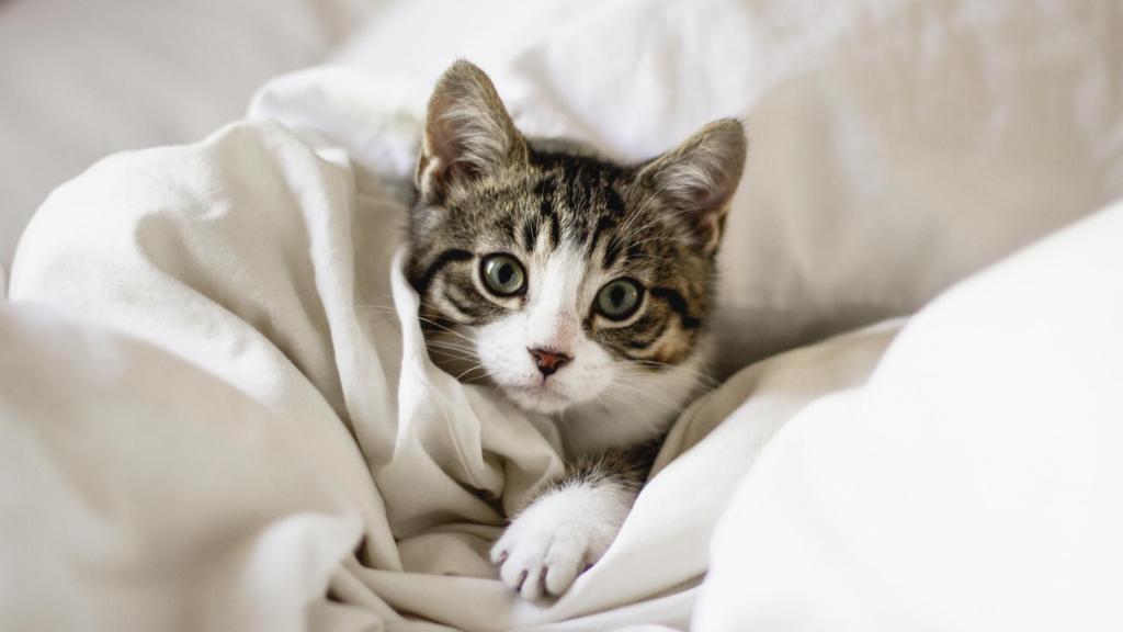 Un gato entre las sábanas de una cama.