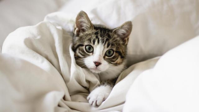 Un gato entre las sábanas de una cama.