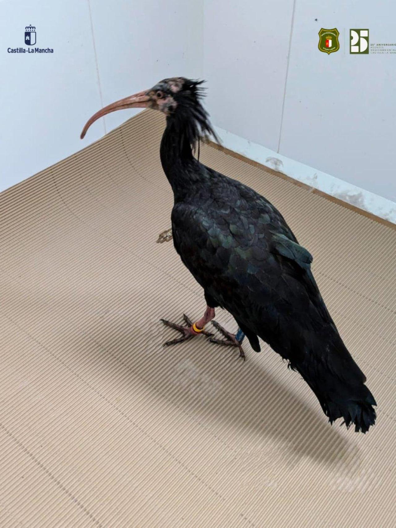 Imagen de un Ibis Eremita compartida por la Junta de Comunidades de Castilla-La Mancha.