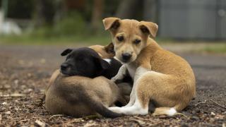 Tres cachorros de perros en un parque.