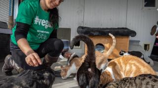 Una voluntaria acariciando los gatos en el santuario de Salvando Peludos.
