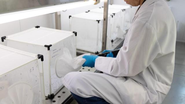 Imagen de científicos con muestras del virus del Nilo.