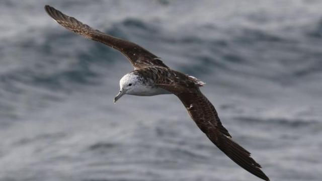 Una pardela sobrevolando la isla desierta nipona.