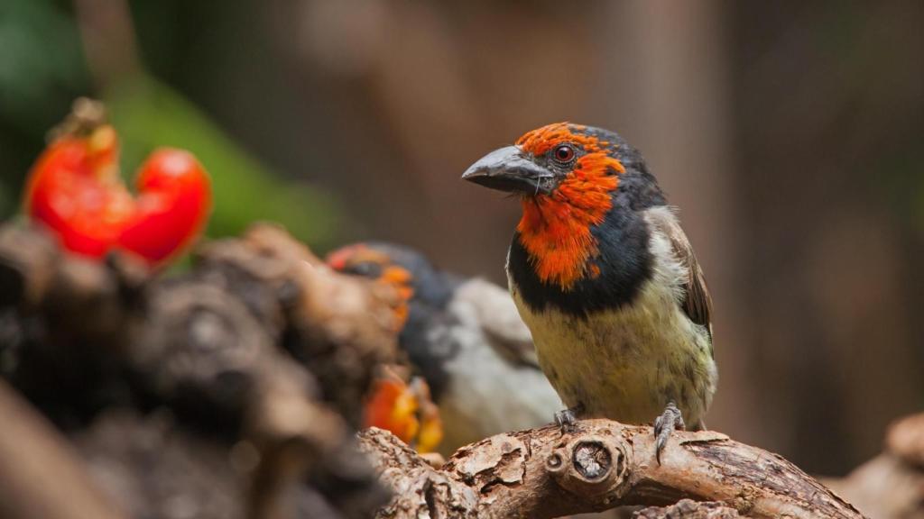 El barbet de cuello negro es una de las aves en peligro.