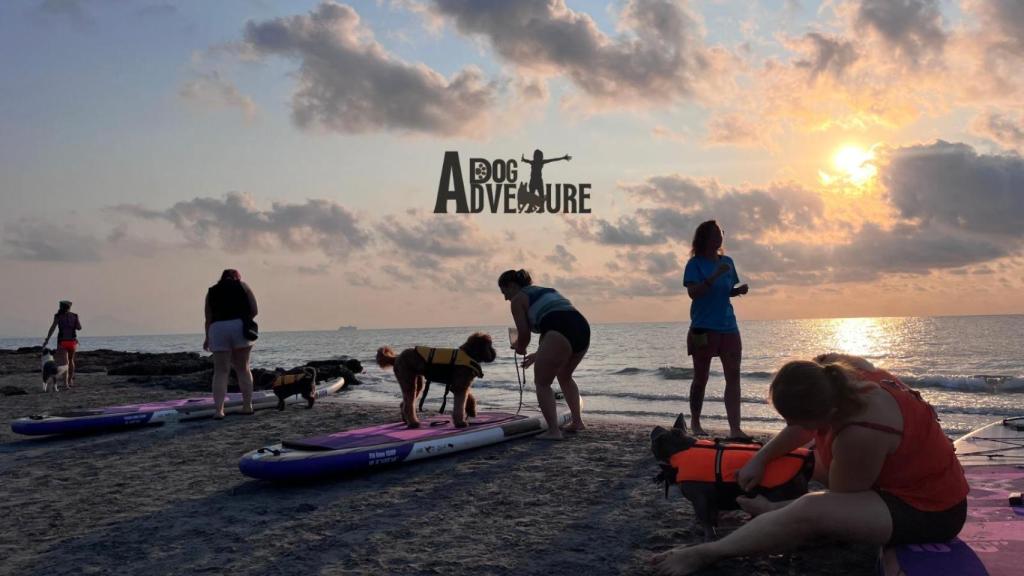 La compañía de DogAventure de viaje por la playa.