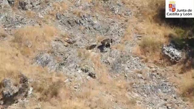 Barniedo, el osezno que ha sobrevivido a dos incendios