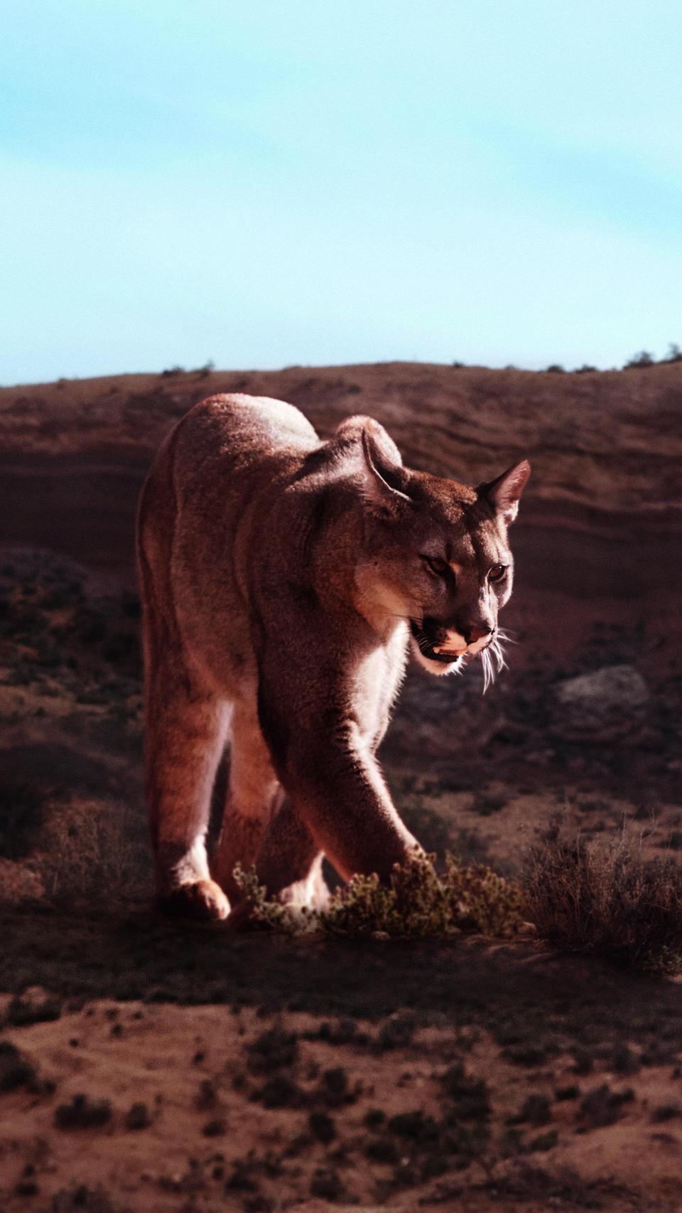 Imagen del puma durante el rodaje del 'fashion film'.