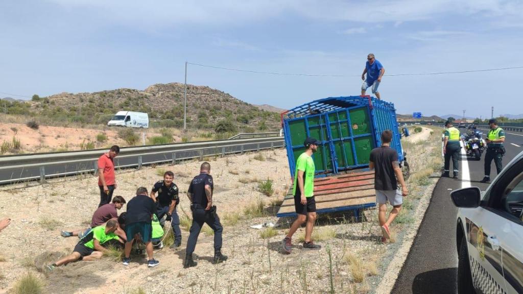 El escape de la vaquilla.