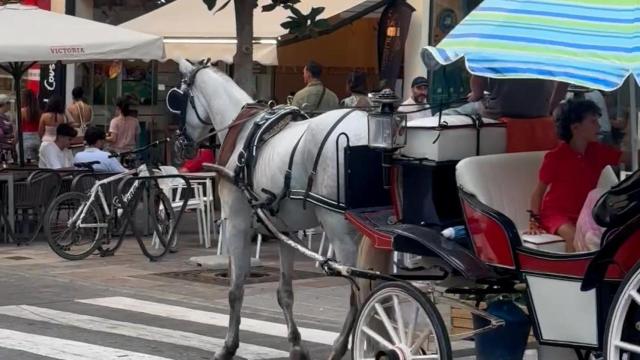 Una imagen del caballo.