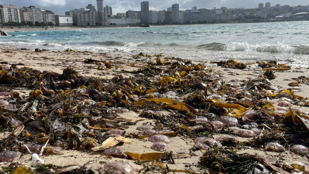 Medusas en la playa de Matadero este domingo.