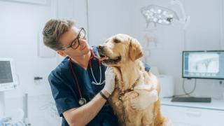 Un veterinario con un perro.