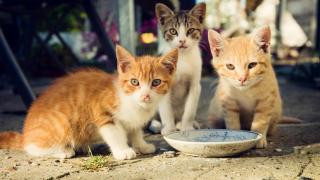 Tres gatitos pequeños en la calle.