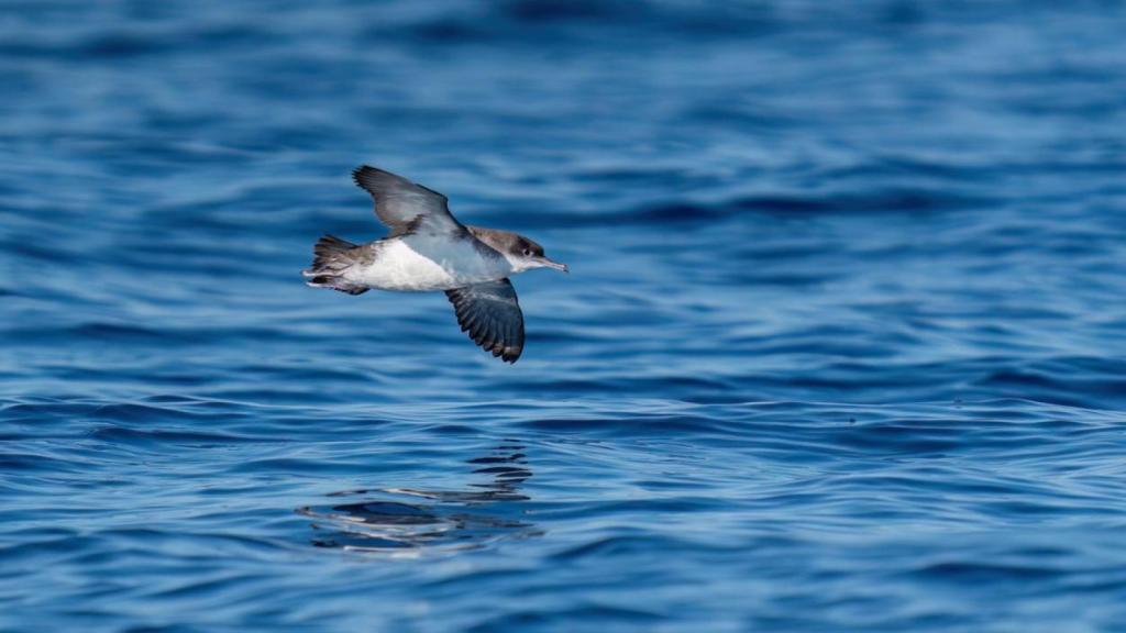 Una pardela sobrevolando el mar.