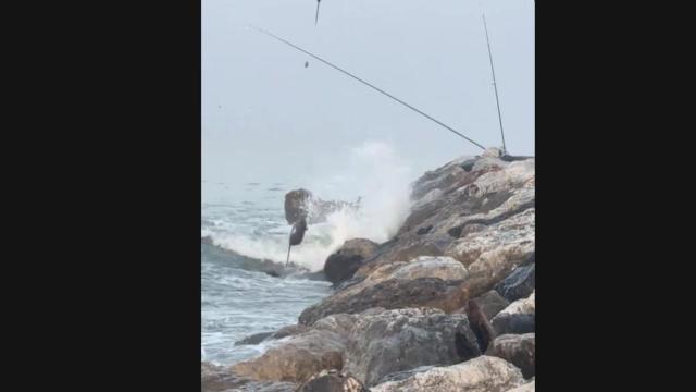 Una rata, pescada en Málaga.