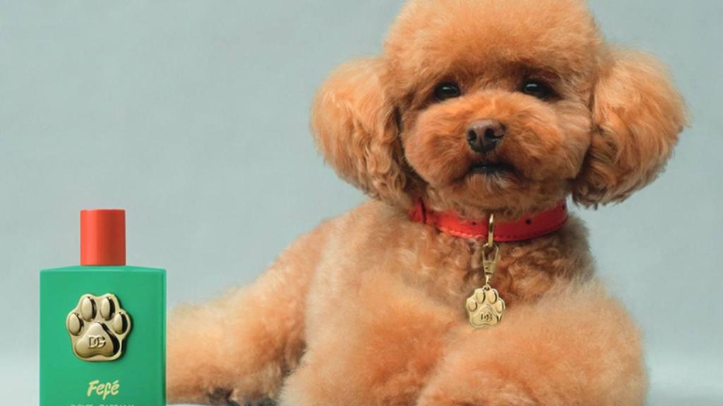Fefé, el perro de Domenico Dolce, con el perfume de su marca de lujo italiana.