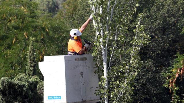 Imagen de archivo de un trabajador realizando labores de poda en un árbol.