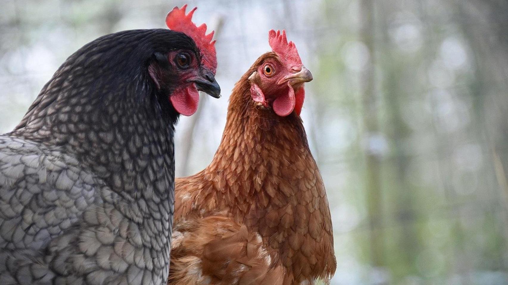 El refrán aragonés basado en un animal que el resto de España no entiende: popular en Huesca y predice cuando lloverá
