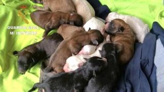 Investigan a un vecino de Tomiño (Pontevedra) por enterrar a varios cachorros de perro vivos