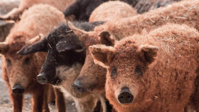 Cerdos de raza Mangalica.