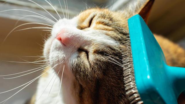 Un gato con los ojos cerrados mientras lo cepillan.