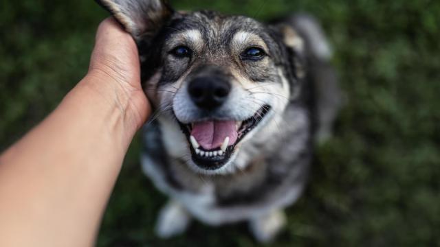 Un perro con cara contenta.