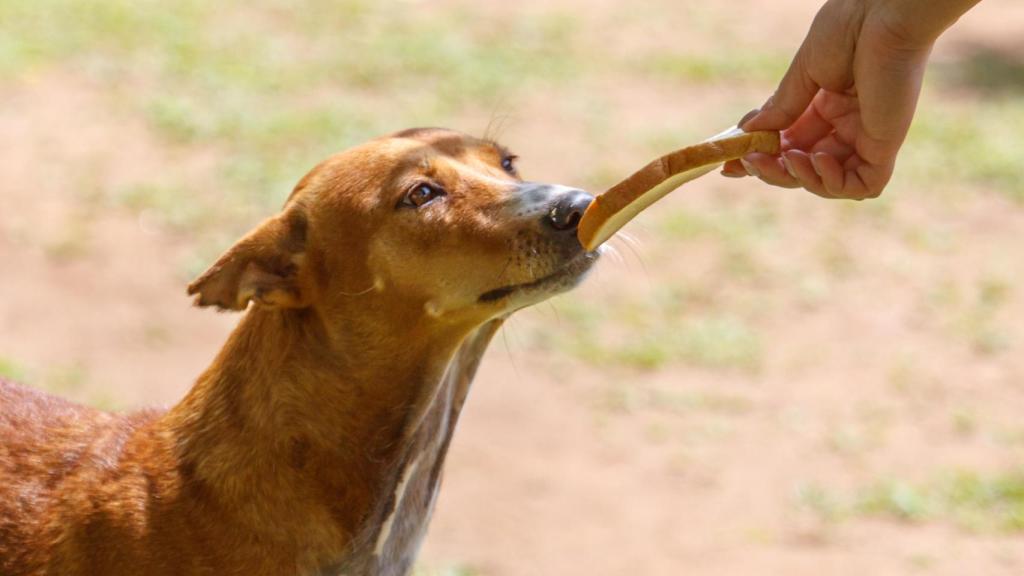 Un perro que huele un trozo de pan.