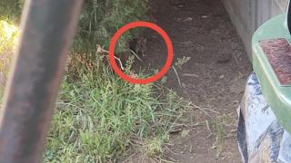 Una rata junto a la valla del colegio en Zaragoza.