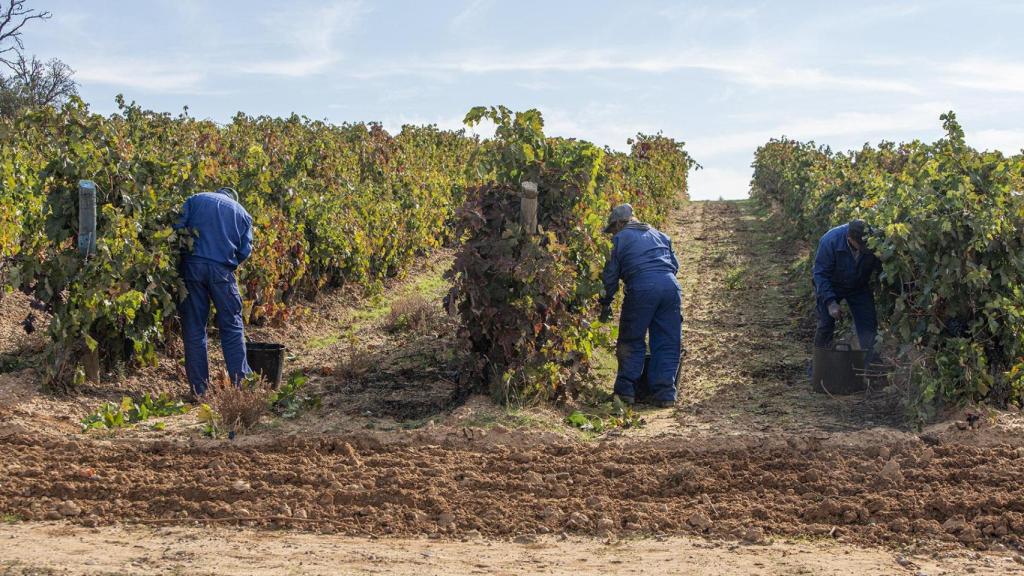 Un grupo de personas vendimiando en Pradorey.