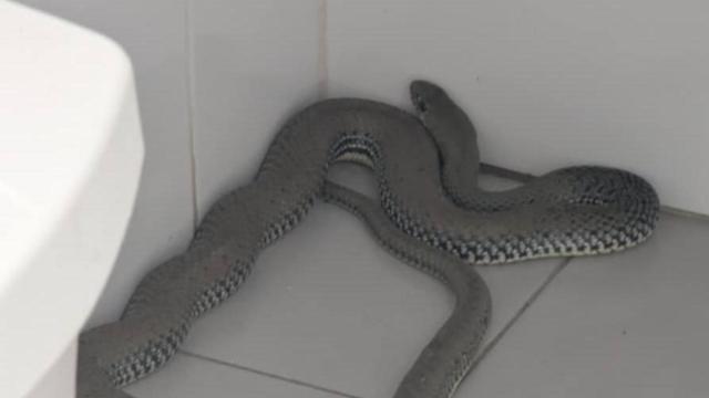 Ejemplar de la culebra intervenida en un centro deportivo de Hellín (Albacete).