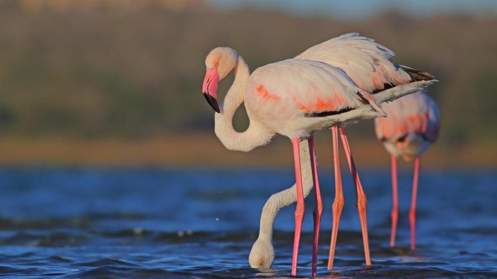 Flamencos en las lagunas de Torrevieja.
