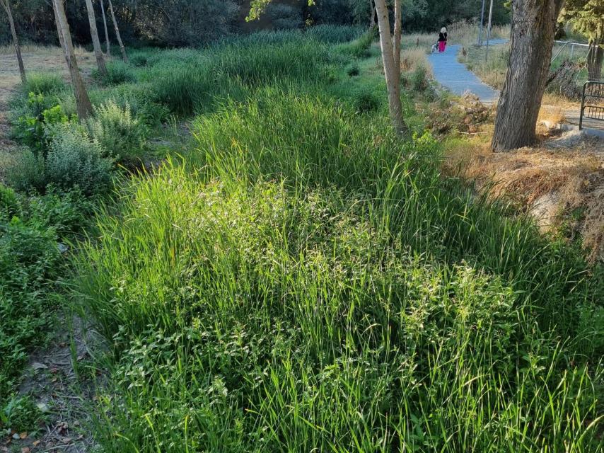 Estado de la vegetación en la desembocadura del río Chico, que en caso de desbordamiento sería arrastrada por el cauce