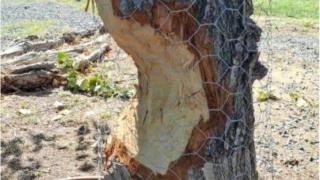 El ataque de unos castores en un árbol de Zaragoza.