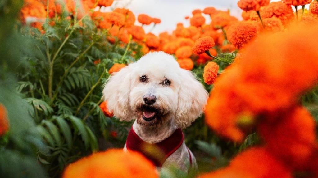 Un perro entre las flores, una fotografía de Alejandra Morán