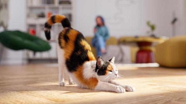 Un gato estirándose en una casa.