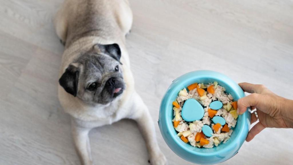 Un perro comiendo comida casera.