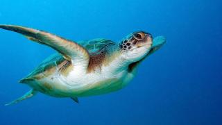 Una tortuga en un acuario.