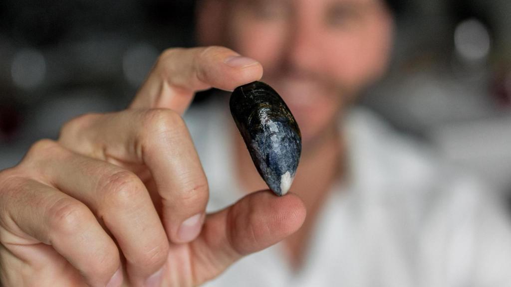 El mejillón de Bouchot tiene un tamaño más pequeño que el nacional.