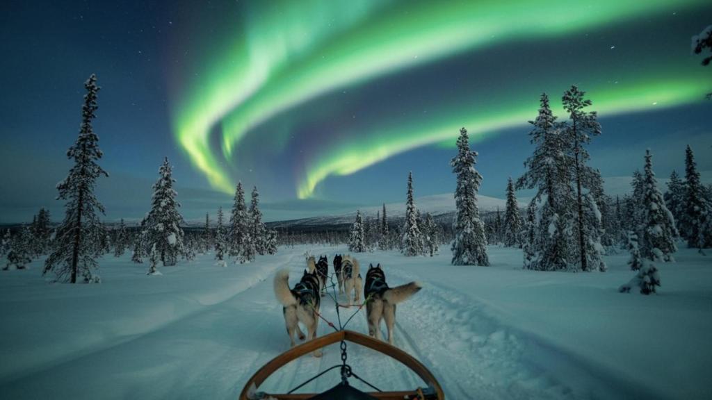 Trineo de huskies bajo las auroras boreales.