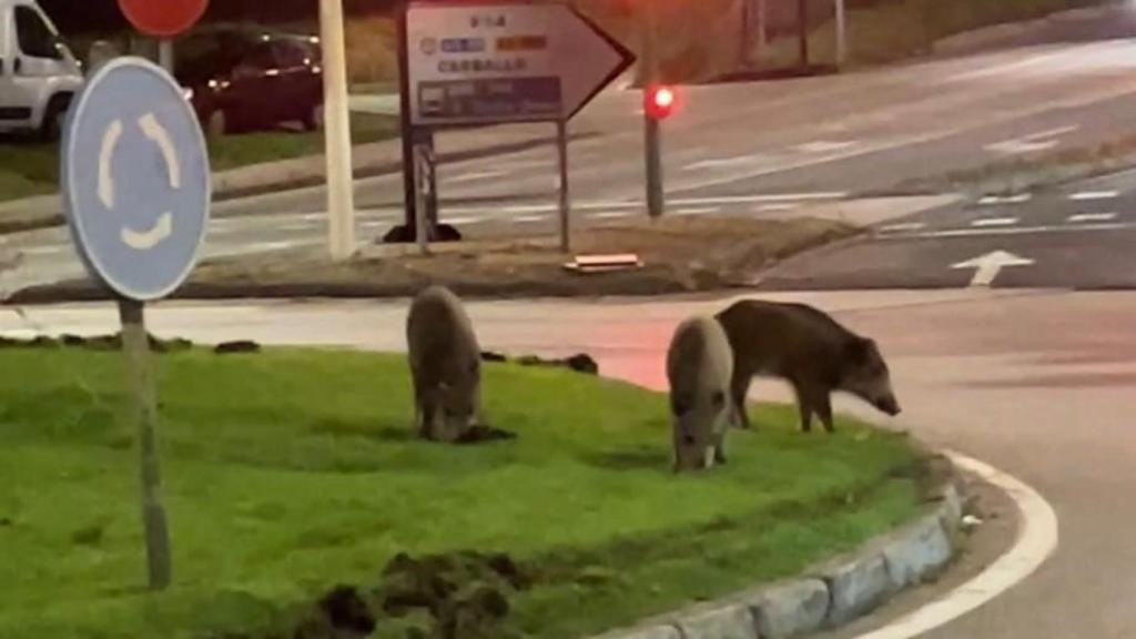 Los jabalíes aparecen de madrugada en A Coruña, en la rotonda del Pavo Real de Os Rosales.