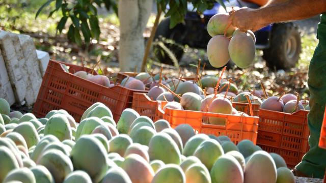 Un agricultor con el mango que acaba de cosechar.