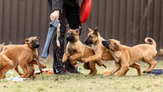 Cachorros de perros policías jugando en un parque.