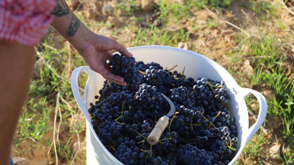 Inicio vendimia DOP Calatayud