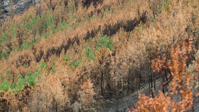 Imagen de las consecuencias de los incendios forstales.
