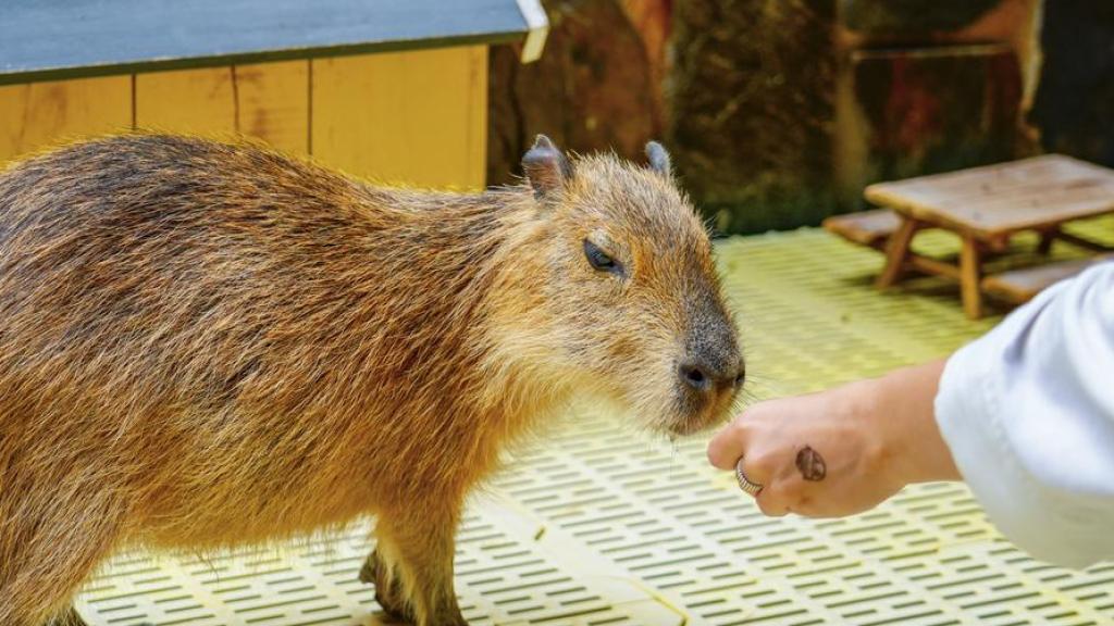 Un carpincho en una casa.