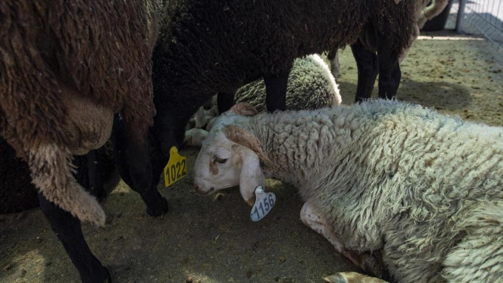 Varios corderos durante el Eid al-Adha, la Pascua del Cordero en Ceuta.