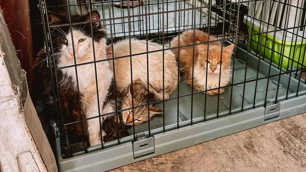 Gatos rescatados por Valentina y Leonid en jaulas.