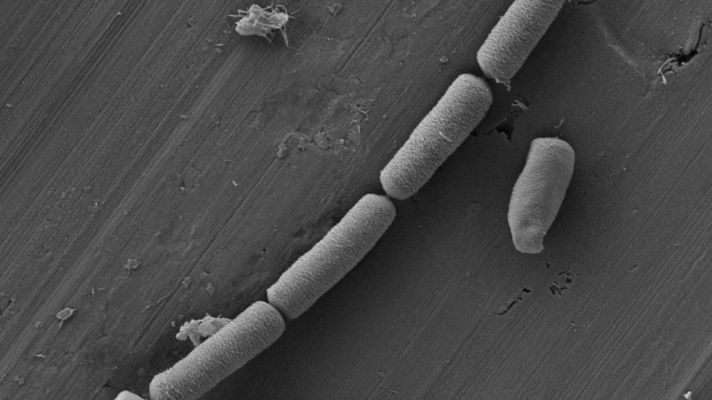 Bacteria Shewanella oneidensis en cemento