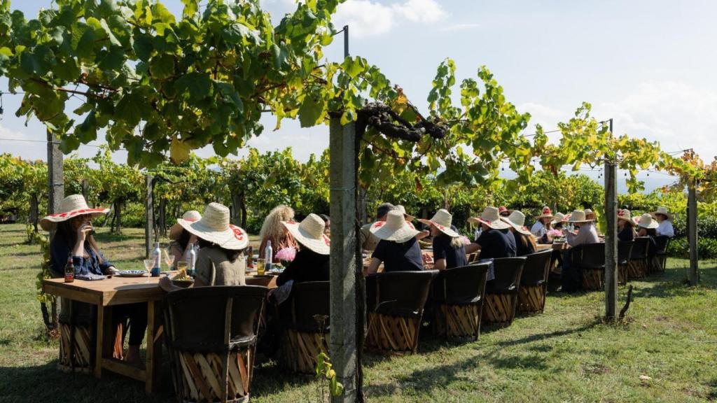 Brunch bajo el viñedo en la Vendimia 2024.
