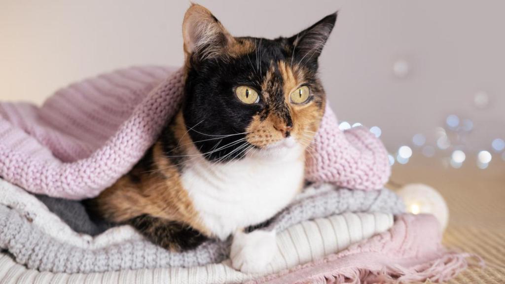 Un gato quimera con una parte de la cara naranja y la otra negra.