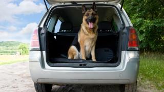 Un perro en un maletero.